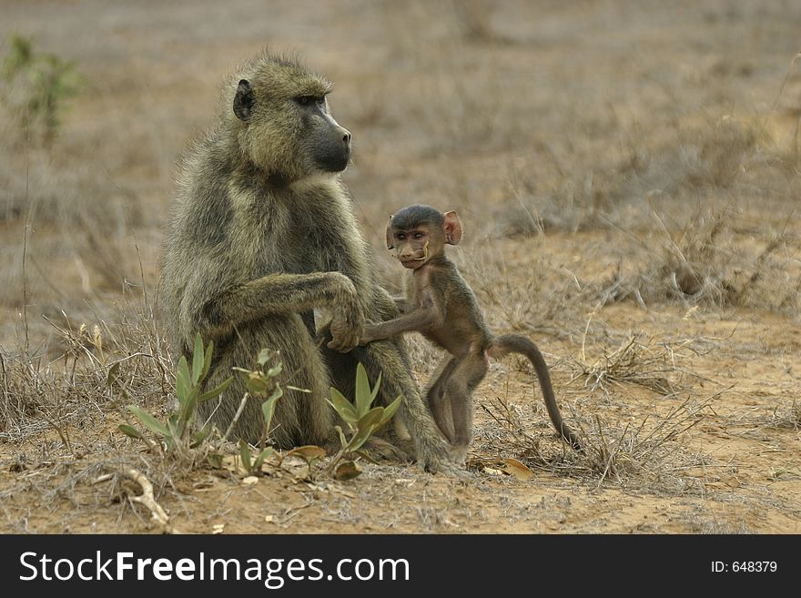 Female yellow baboon with young infant standing next to her. Female yellow baboon with young infant standing next to her