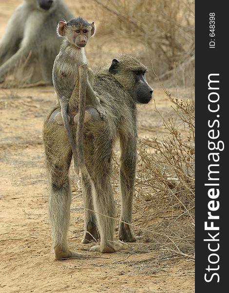 Yellow baboon infant riding on mothers back