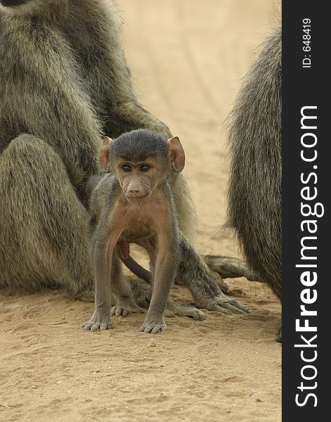 Yellow baboon infant making its first step into the world