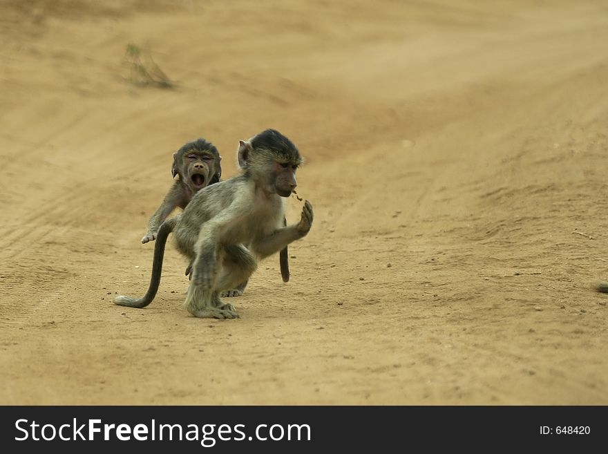 Two baboon infants chasing each other