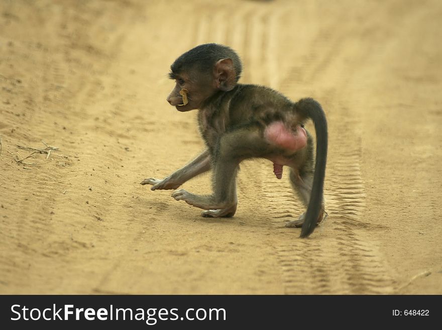 Young male baboon infant