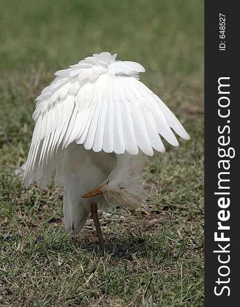 Cattle Egret Preening