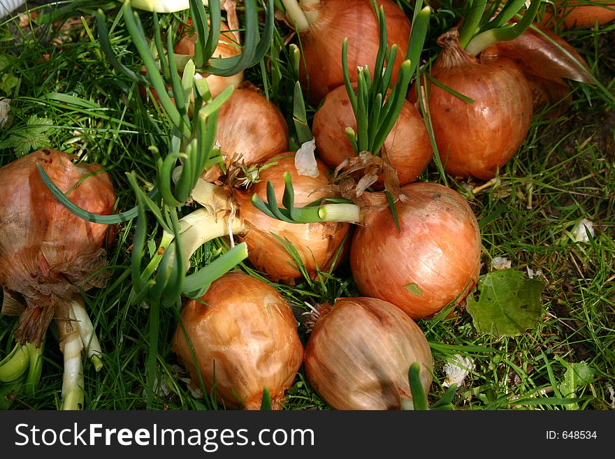 Onions in garden