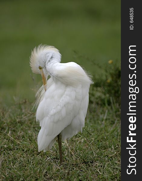 Cattle egret preening