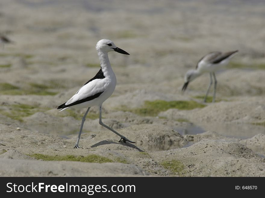 Crab plover walking across mudflat