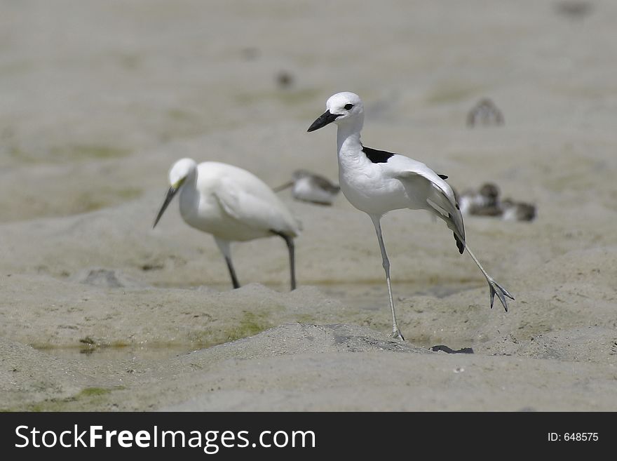 Crab plover stretching leg and wing with egret in background