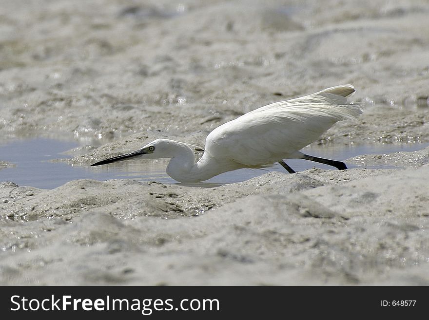Dimorphic egret fishing