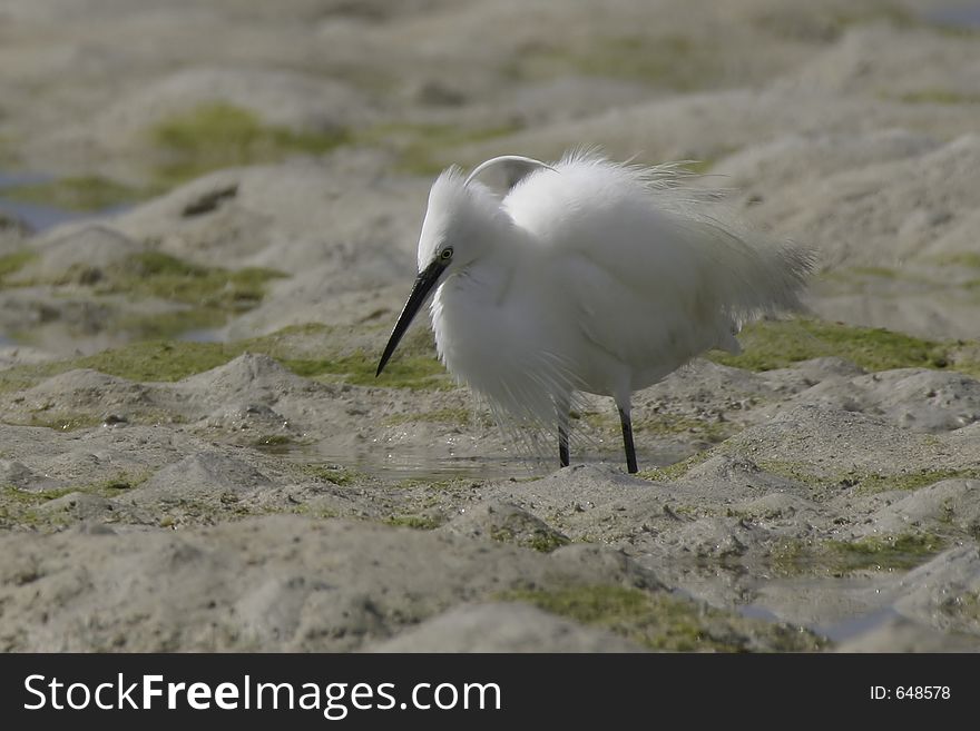 Dimorphic egret in breeding plumage. Dimorphic egret in breeding plumage