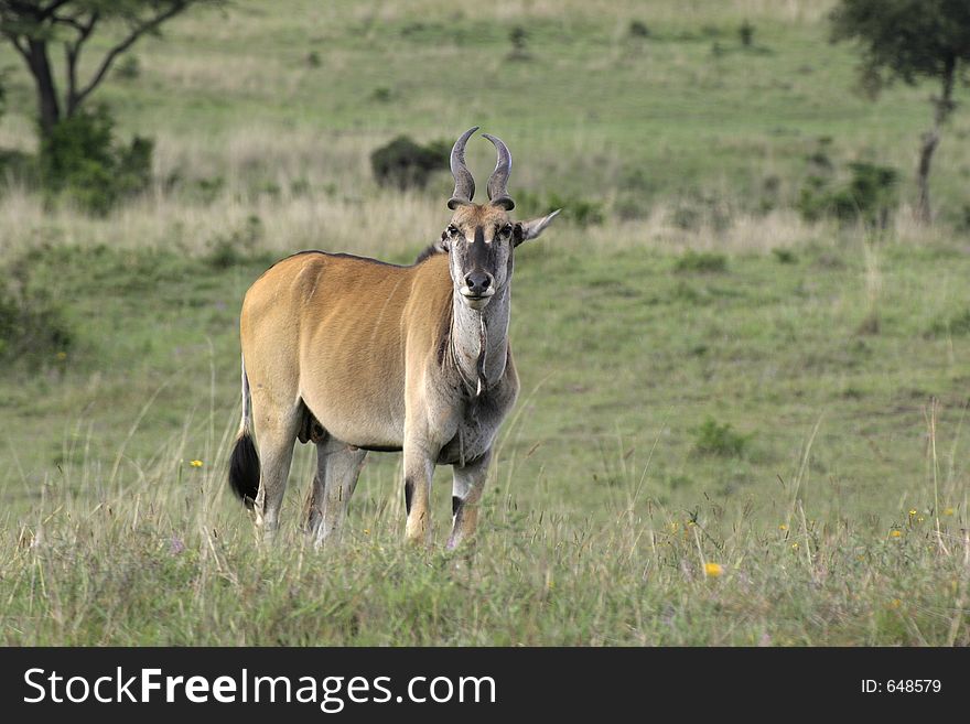 Eland antelope