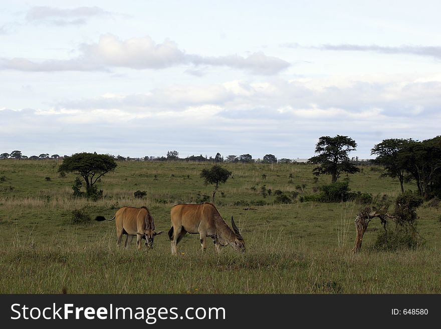 Eland antelopes grazing in savanna