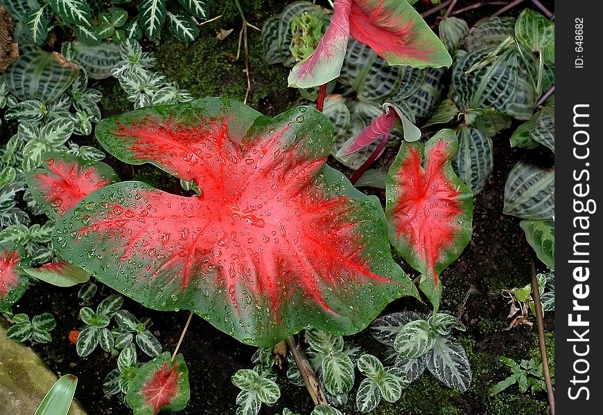 Large red and green leaves with drops of water. Large red and green leaves with drops of water