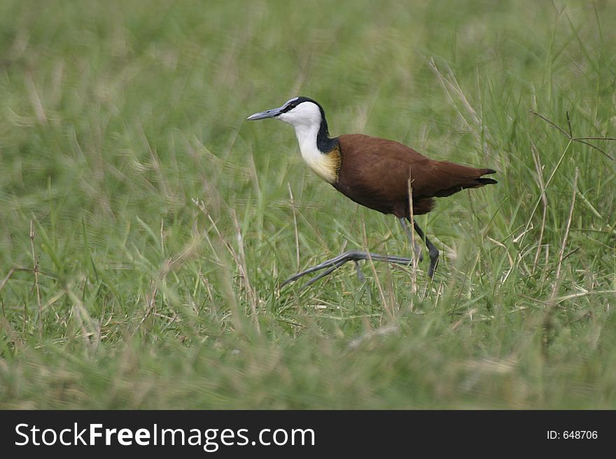 African jacana