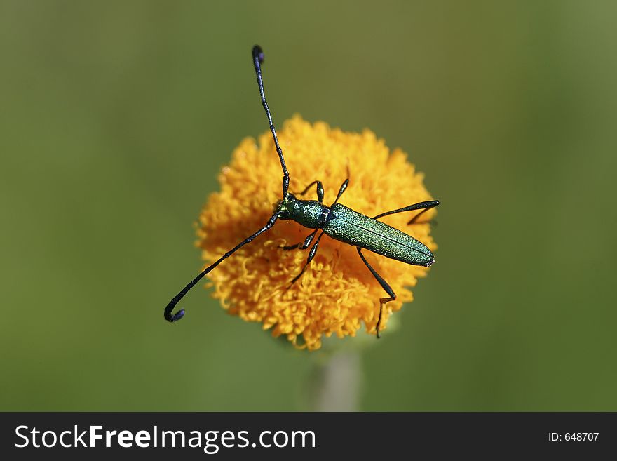 Longhorn beetle on yellow flower. Longhorn beetle on yellow flower