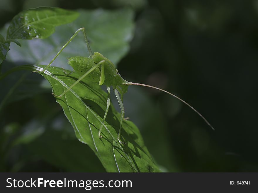 Katydid perching on leaf in rainforest