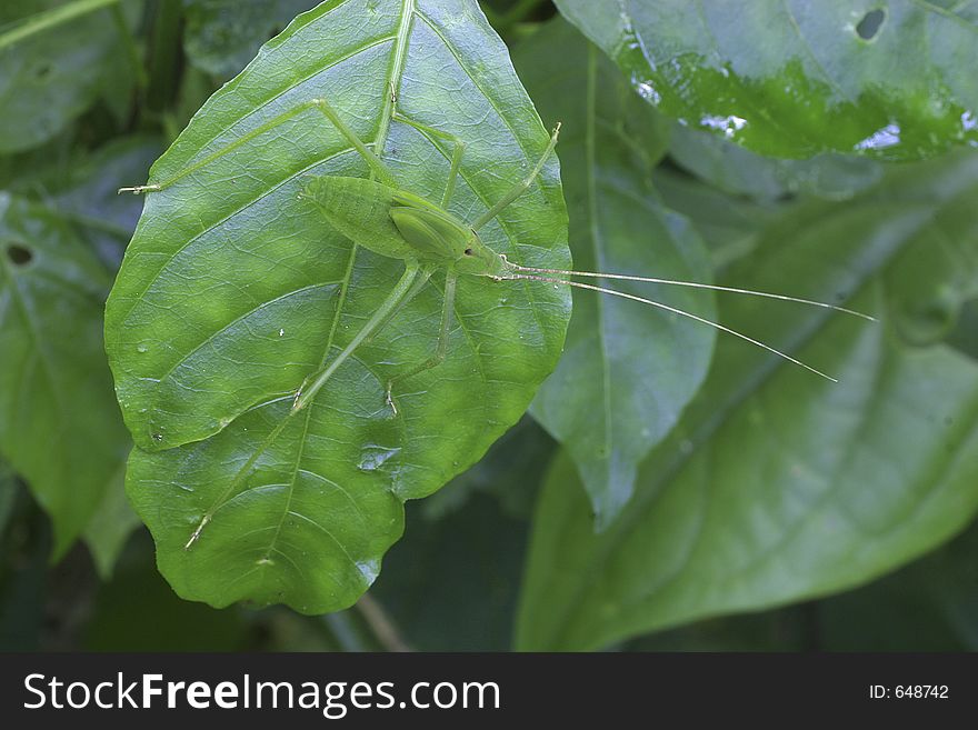 Katydid perching on leaf
