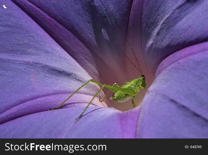 Tiny katydid in purple flower