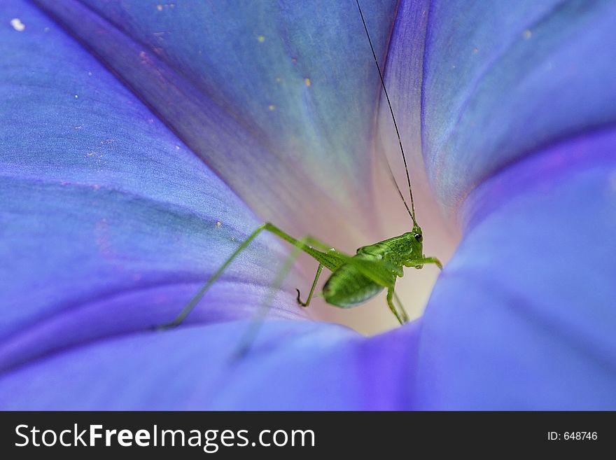 Tiny katydid in blue flower