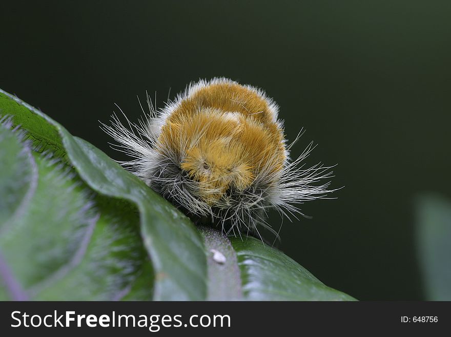 Portrait of Hairy Tropical Moth