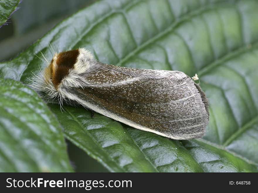 Hairy Tropical Moth