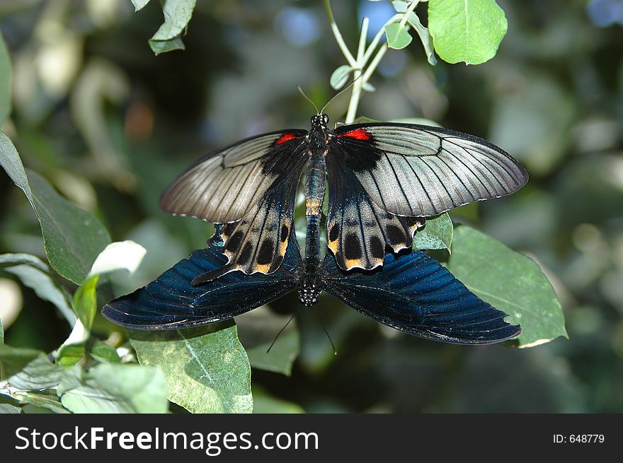 Mating Of Large Mormon (papilio Memnon) 2