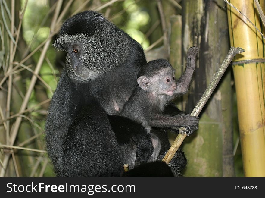 Blue monkey mother and infant