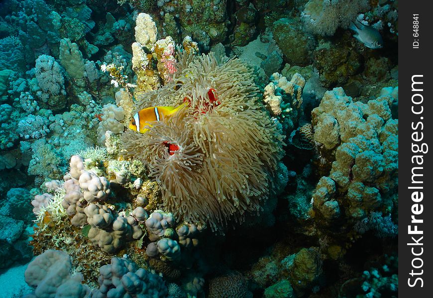 It was the first time i've seen such a red anemone in egypt, anyway the clownfish didn't fail and it's exactly where it should :D