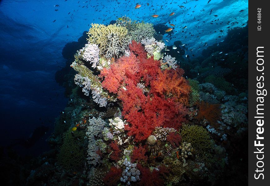 Red always looks nice underwater. The soft corals of this size are usually approachable only from liveaboards, but that's why they still look like this. Red always looks nice underwater. The soft corals of this size are usually approachable only from liveaboards, but that's why they still look like this.