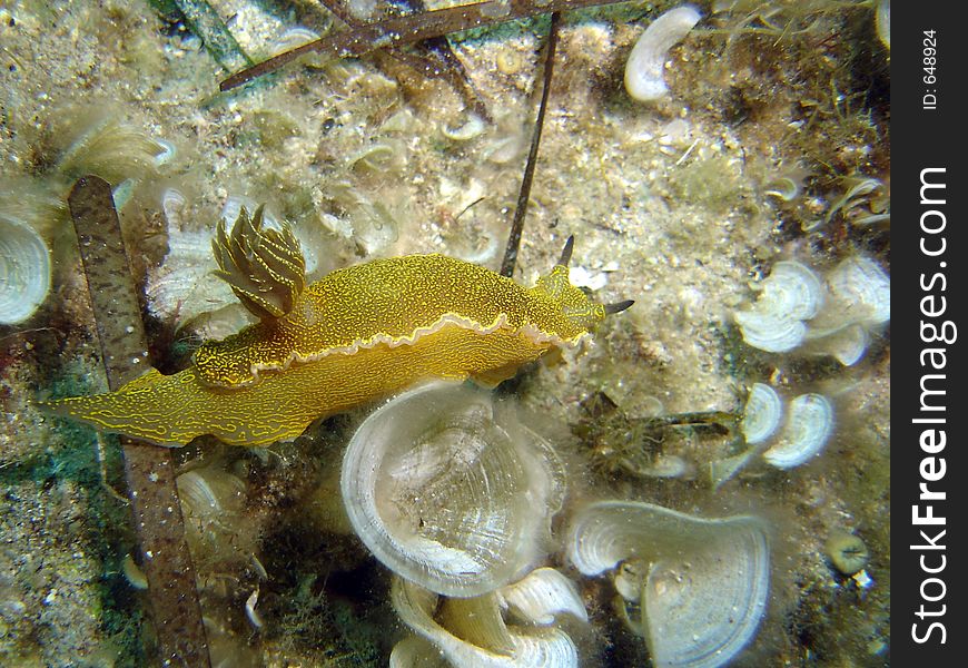 A Snail - Yellow