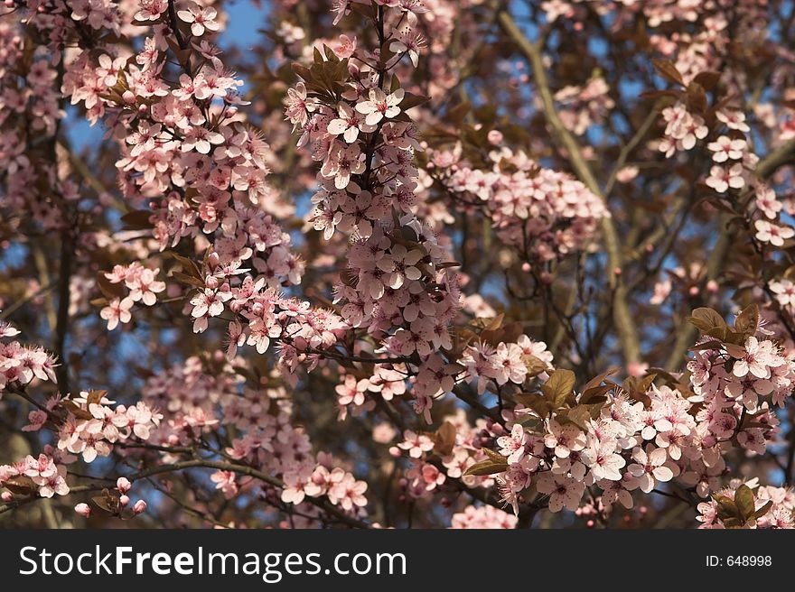 Pink bloom in spring floral background