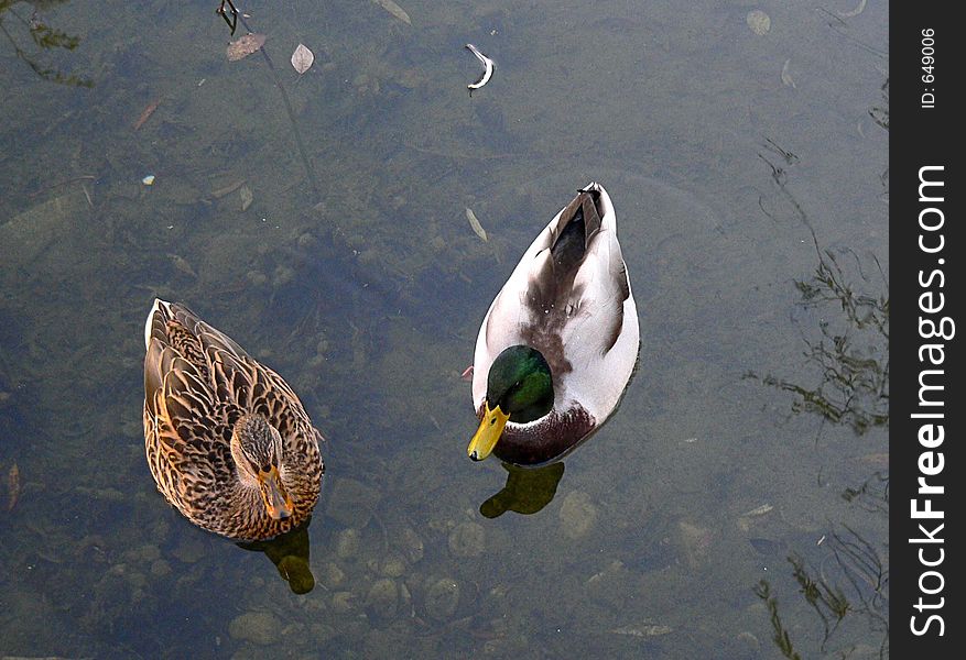 Two ducks swimming in a lake