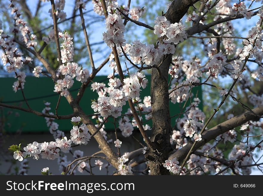 Full bloomed tree in spring time. Full bloomed tree in spring time