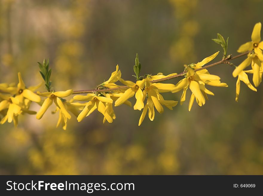 Yellow bloom brench close-up with shallow depth of field