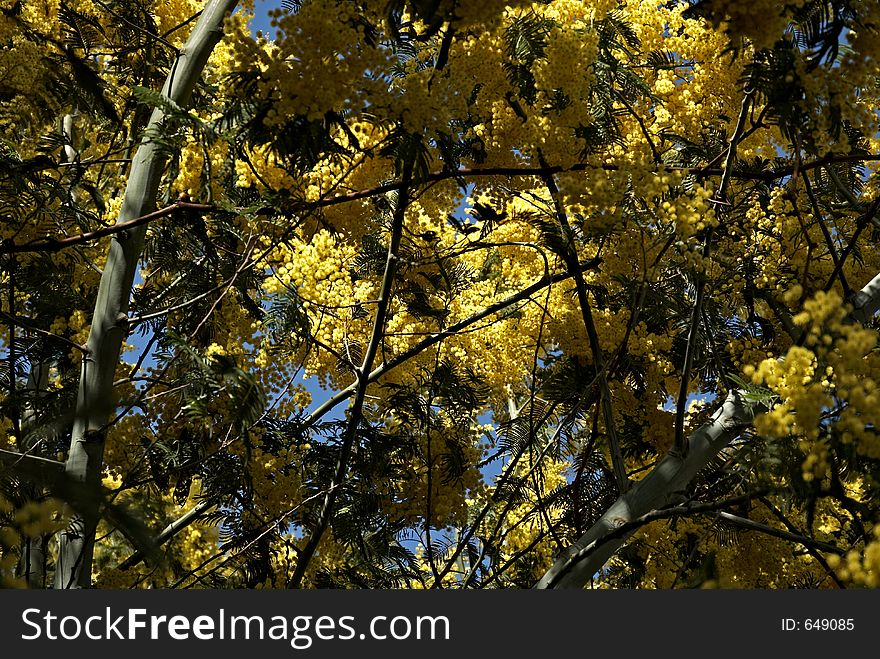 Yellow blossoms in the spring