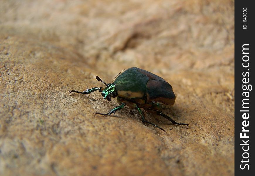 Green bug on rock