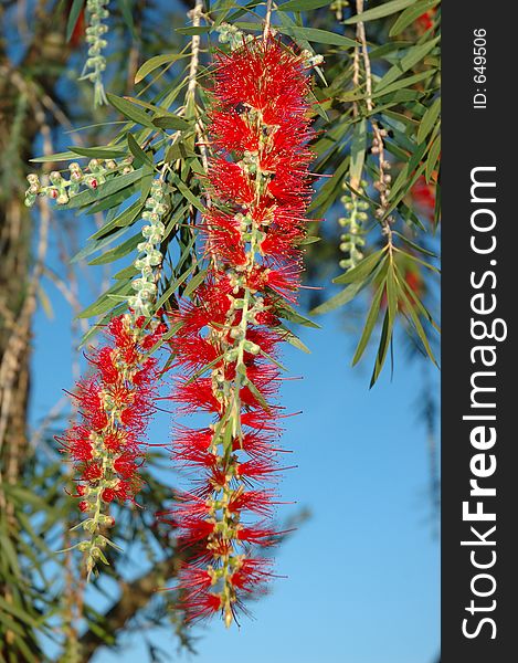 Bottle Brush Bush