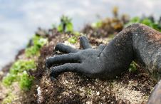 Claws Of A Marine Iguana Stock Photos