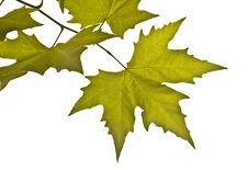 Autumn Branch Royalty Free Stock Images Autumn Branch Royalty Free Stock Images