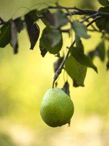 Green Pear Royalty Free Stock Photos Green Pear Royalty Free Stock Photos