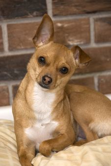 Chihuahua Portrait Stock Photos