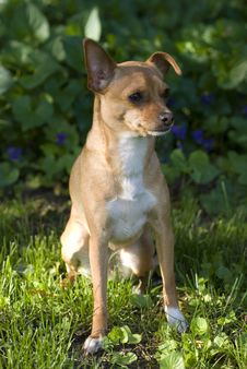 Chihuahua Stock Photography Chihuahua Stock Photography