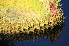 Prickly Lily Pad Royalty Free Stock Photos Prickly Lily Pad Royalty Free Stock Photos