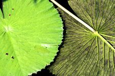 Lily Pad Flipped Royalty Free Stock Photo Lily Pad Flipped Royalty Free Stock Photo