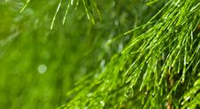 Wet Needle Shaped Leaves Stock Image Wet Needle Shaped Leaves Stock Image