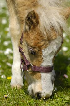 Young Horse Eating Grass Royalty Free Stock Image