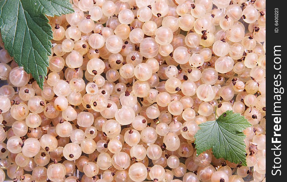 White currant berry
