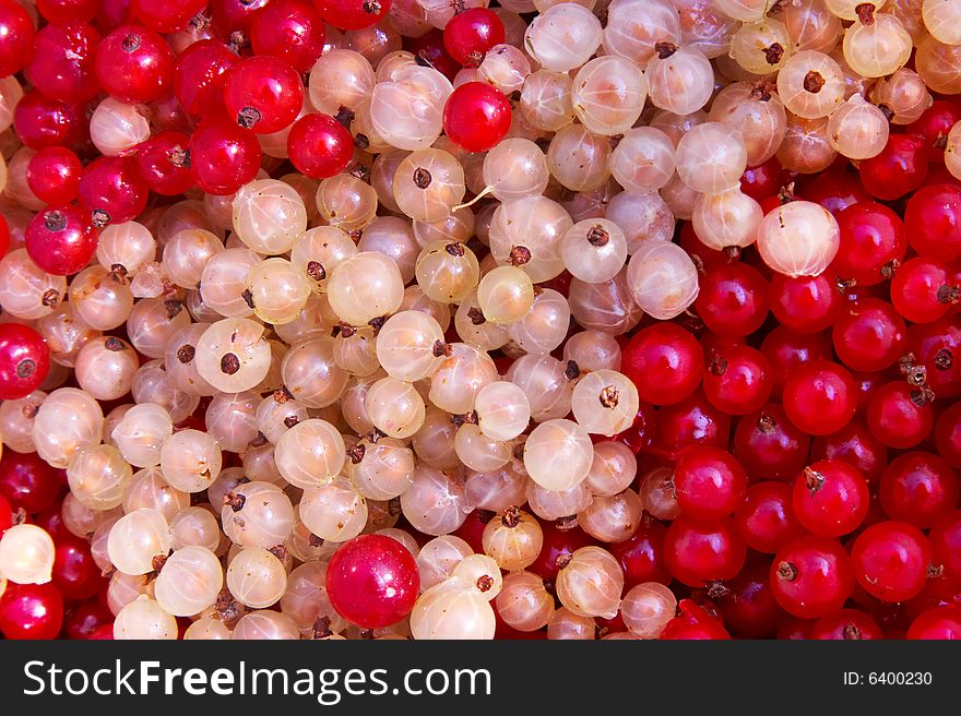 White and red currant berry