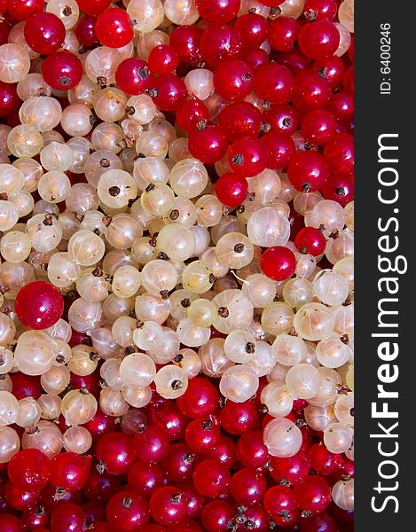 White and red currant berry