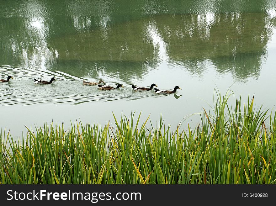 Ducks In The Water.