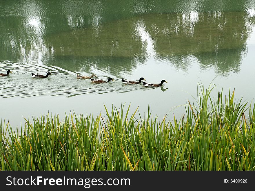 The mandarin duck and the wild duck plays on the green water surface. The mandarin duck and the wild duck plays on the green water surface.