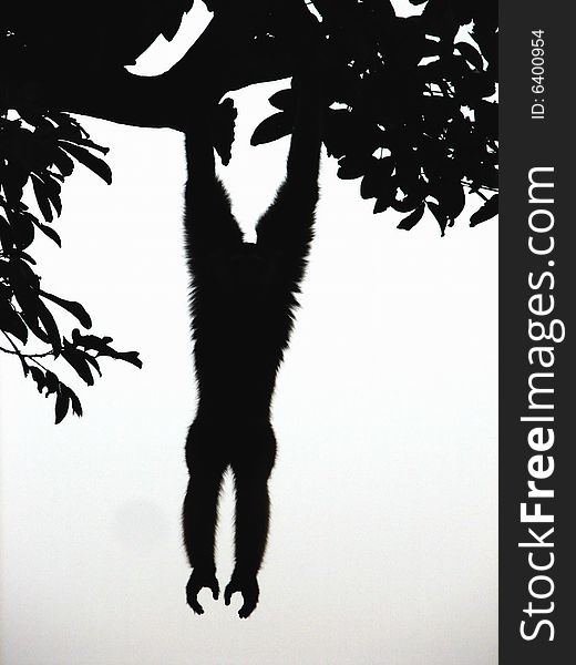 Bornean gibbon (Hylobates agilis) in silhouette, location : primate center schemutzer ragunan zoo, jakarta, Indonesia. Bornean gibbon (Hylobates agilis) in silhouette, location : primate center schemutzer ragunan zoo, jakarta, Indonesia